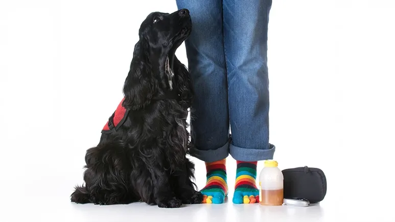 diabetes service dogs