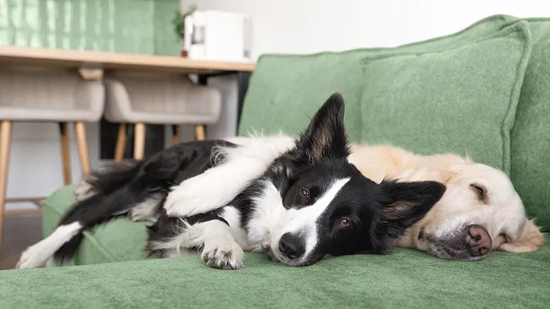 do dogs feel empathy for other dogs