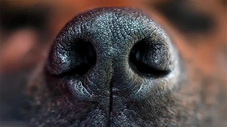 dogs sense of smell power