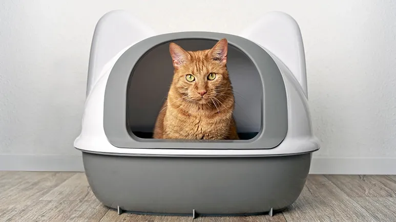 feline lower urinary tract disease litter box signs