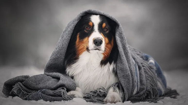 how cold is too cold for dogs