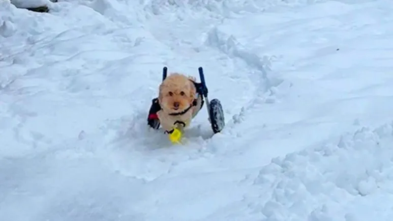 paralyzed dogs spark comes back the moment he gets his wheelchair