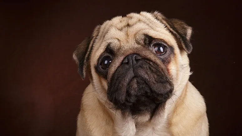 sards sudden blindness dogs