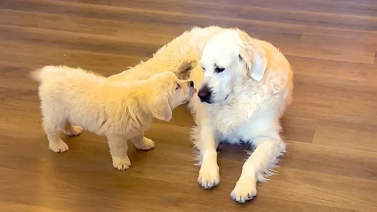 senior dog meets his new puppy brother and instantly falls in love