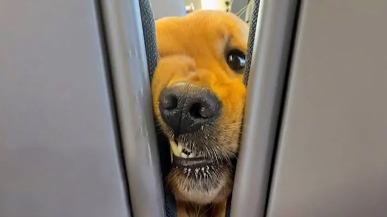 this dog rides the train just to collect pets from everyone
