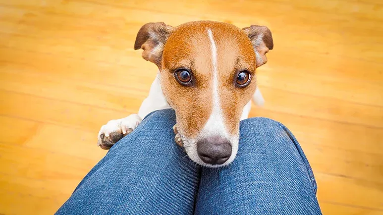 why dogs beg at the table