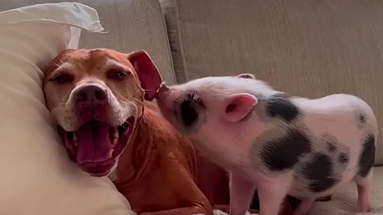 baby pigs new brother teaches her to bark
