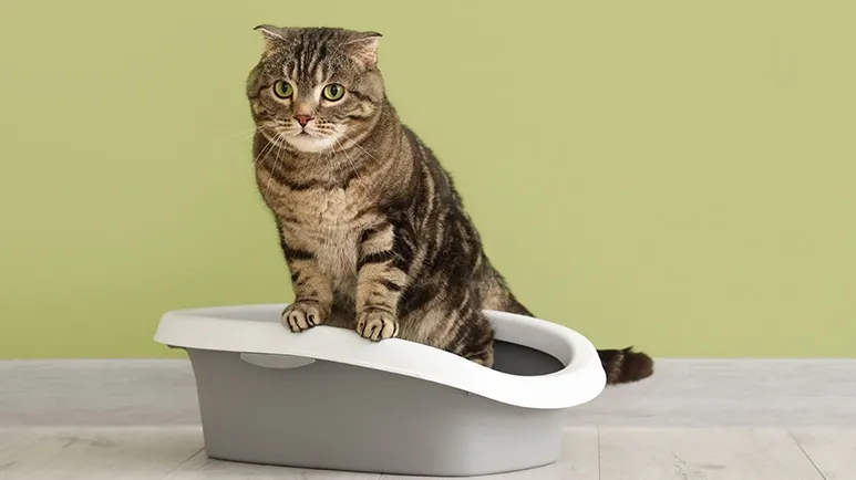 cat constipation signs causes prevention treatment