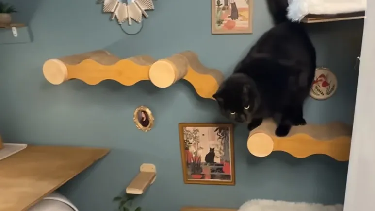 cat mom builds kikko a tiny apartment inside her closet