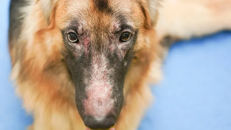 dermatomyositis in dogs
