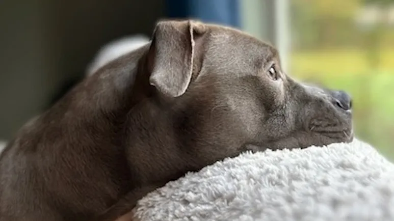 from suitcase to safe in someones lap