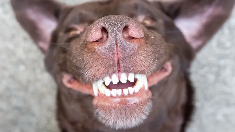 how many teeth do dogs have