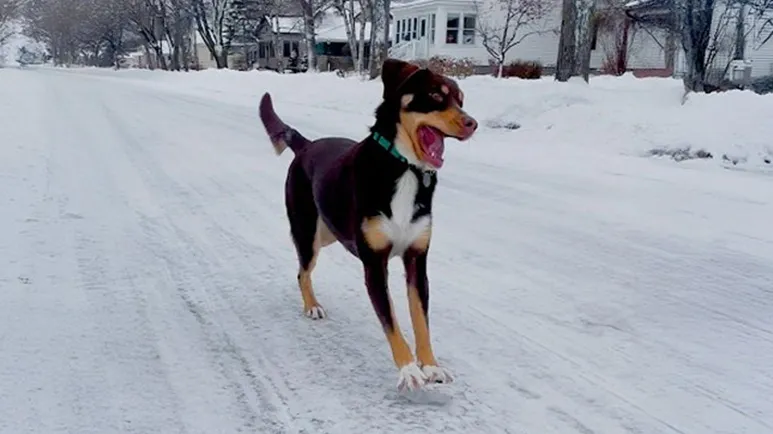 meet the dog who pushes ice for fun