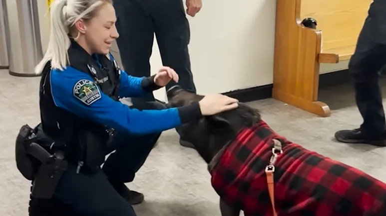 pig triggers a 911 call and wins over the whole police department