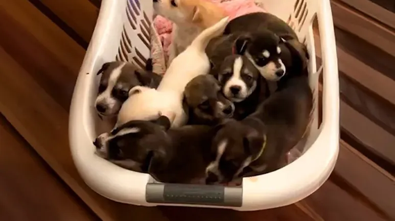 rescuer gets the biggest surprise at the vet