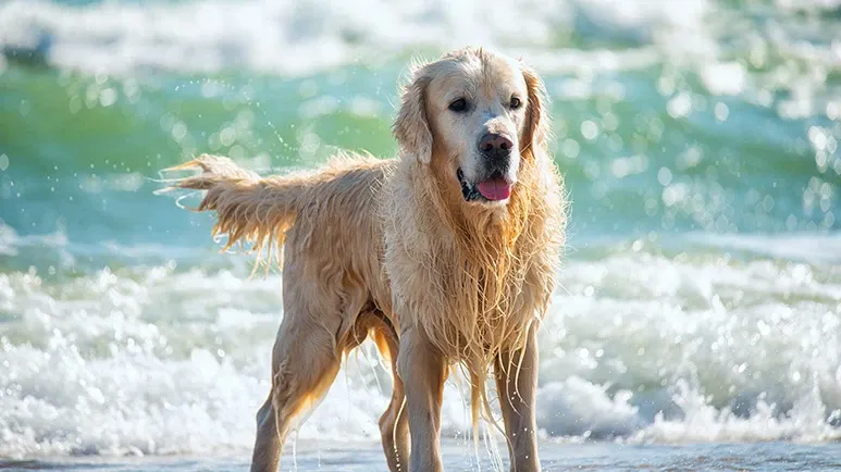 saltwater poisoning dogs