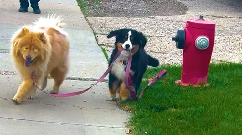she grabs the leash to help her sister