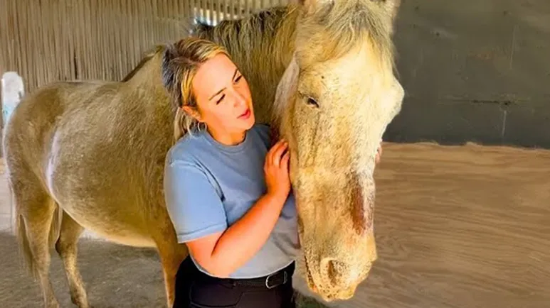 the grumpy old horse who loves his humans