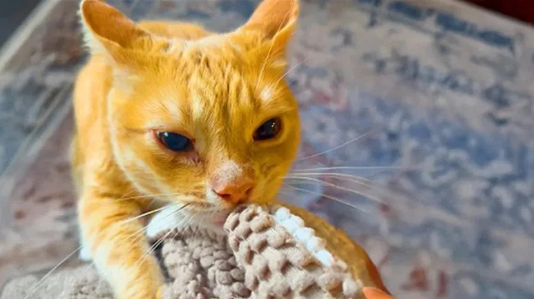 this cat carries emotional support blankies everywhere