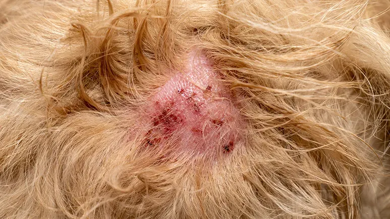 what triggers hot spots