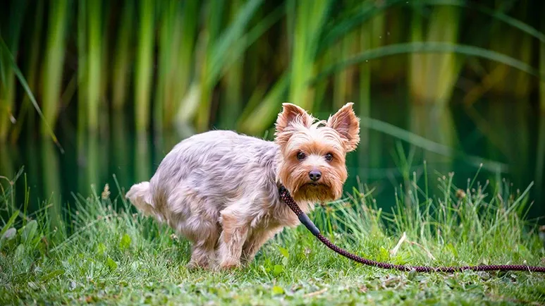 yellow dog poop causes and what to do