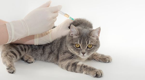 feline vaccination guidelines