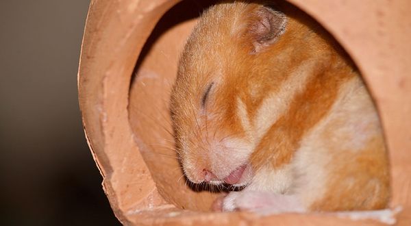 hamsters hibernate