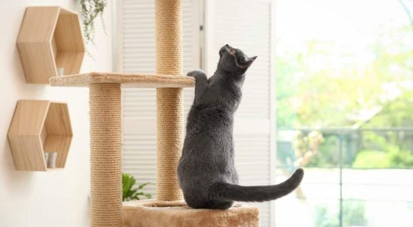 how to exercise your indoor cat
