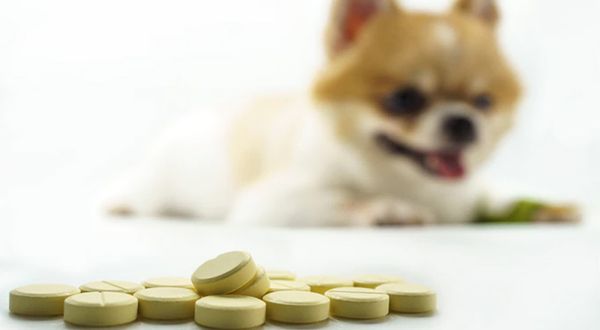 dog medication poisoning