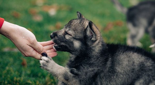 wolf puppy human attachment