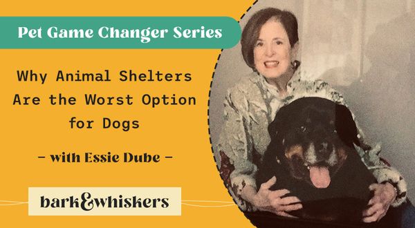 Essie Dube animal shelters