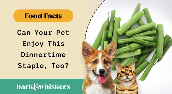 can you feed green beans to your pet