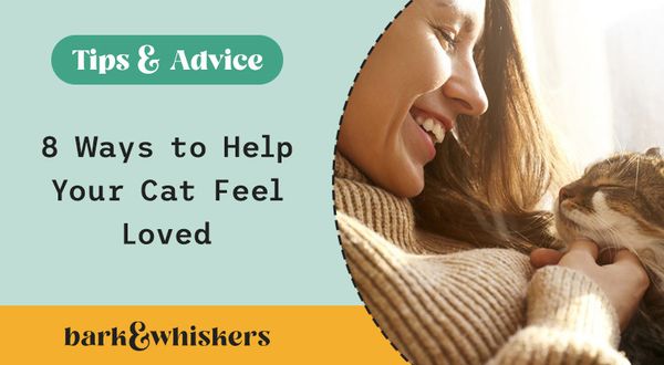 8 Ways to Help Your Cat Feel Loved