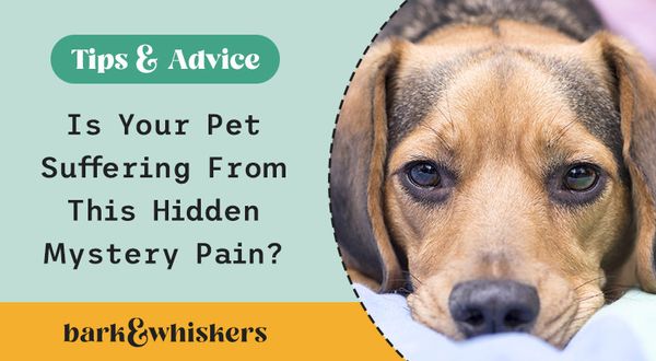 pet chronic pain