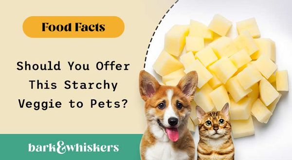 can you feed russet potato to your pets?