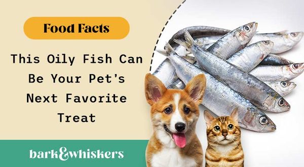 can you feed sardines to your pet?
