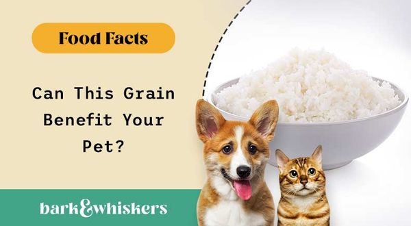 can you feed white rice to your pets?