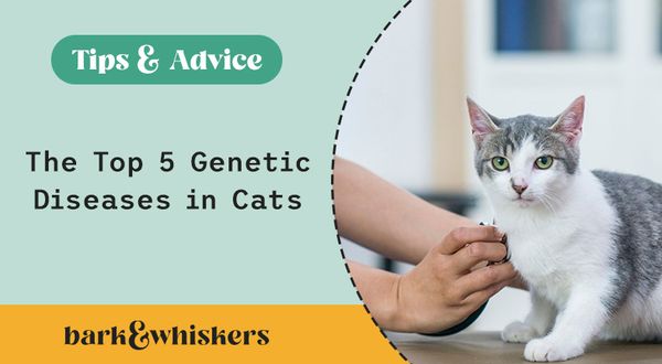 genetic disease in cats