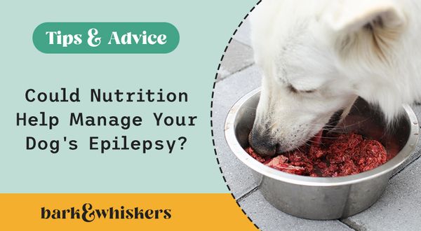 managing epilepsy in dogs