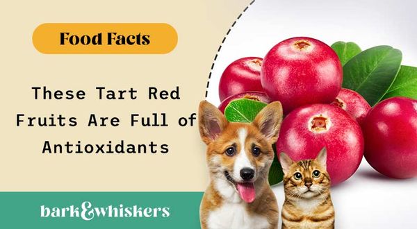 can you feed cranberries to your pets