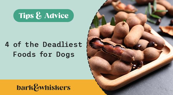 deadliest foods for dogs