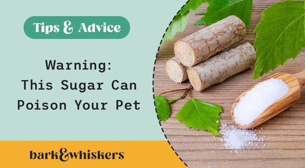warning: this sugar can poison your pet