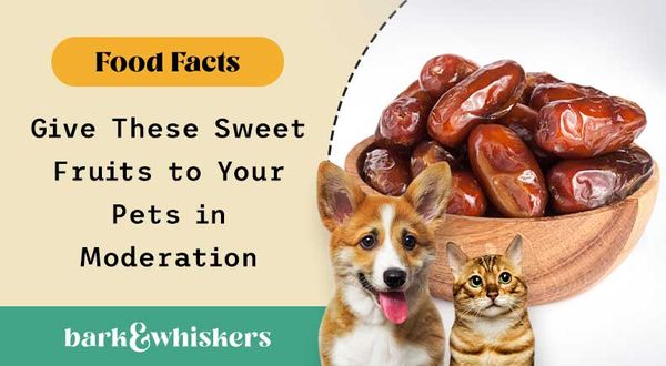 can you feed dates to your pets