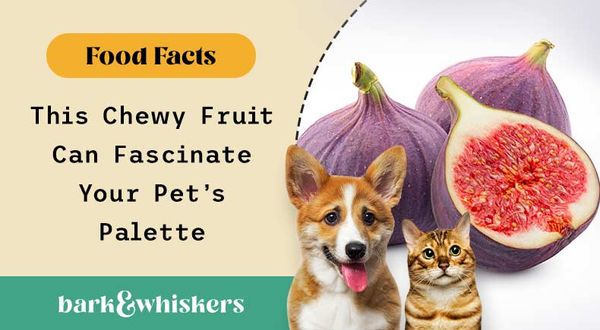 can you feed figs to your pets