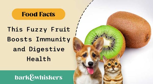can you feed kiwifruit to your pets