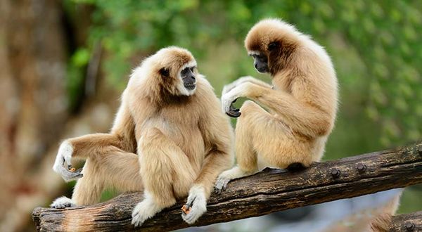 10 animals that mate for life