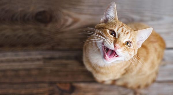 cat fun facts