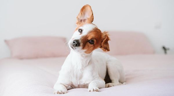 dog ear signals