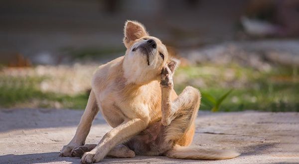 dog yeast infection