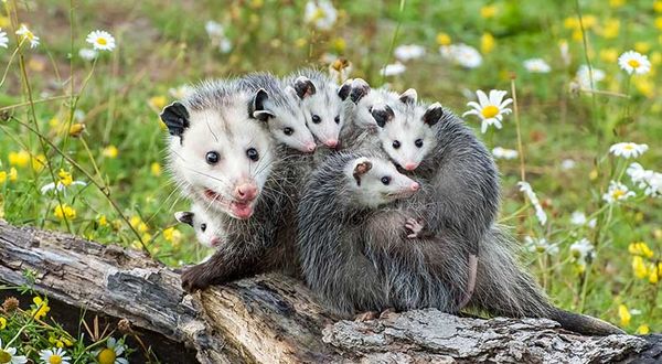 opossums living fossils